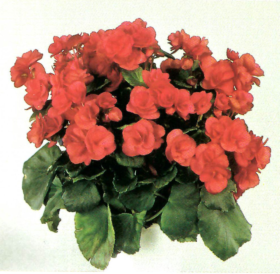 B. ‘Nixe’